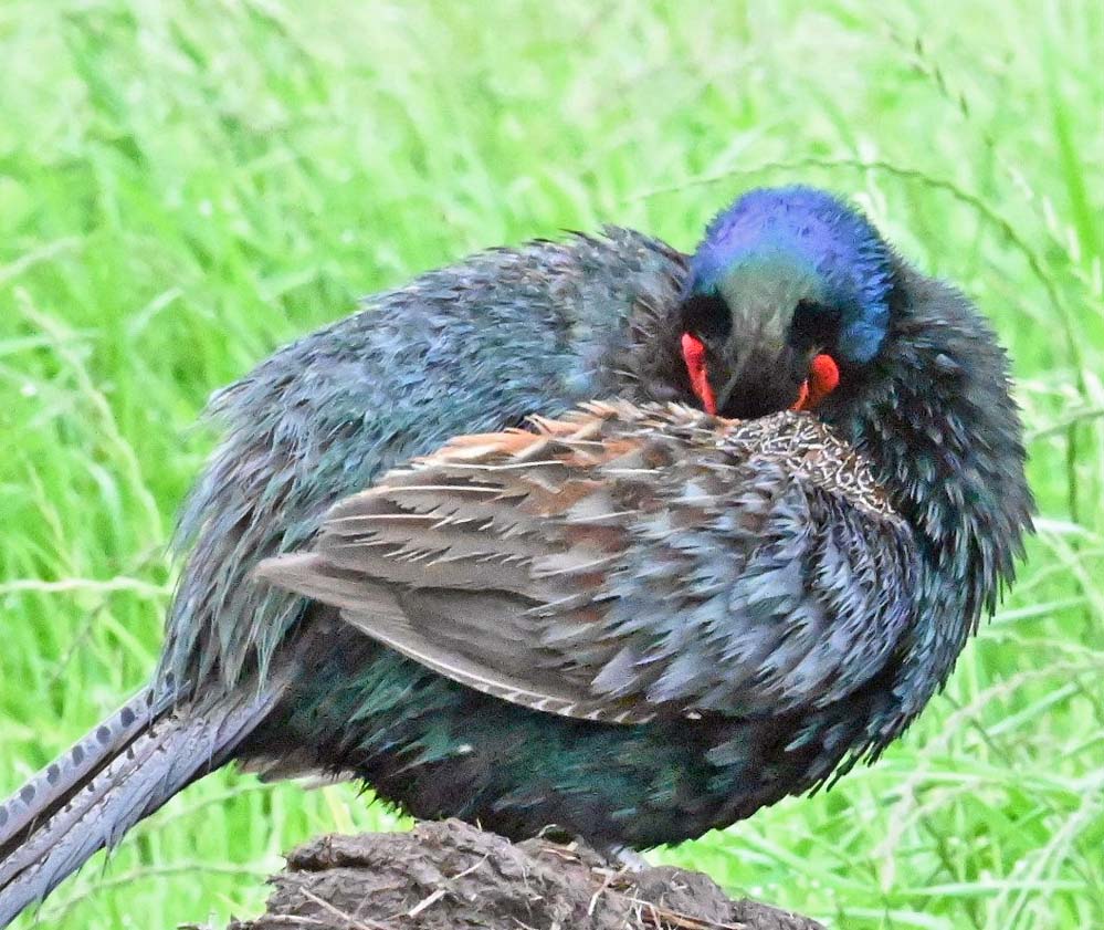 壺 鳥 グリーン 花 雉 キジ キジ 顔だけ覗かせたキジ君 全身は見せてくれませんでした
