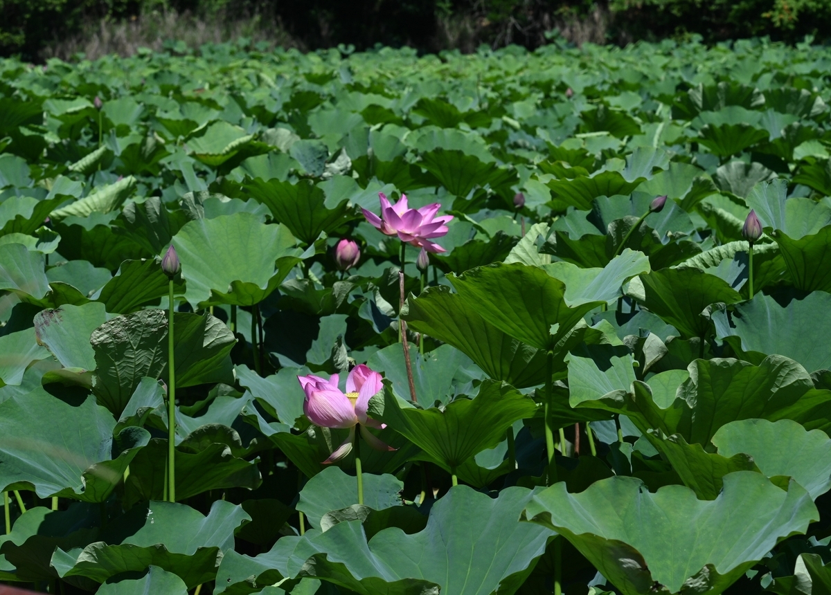 蓮の花の咲く池にて - 宮崎の季節がほらね！