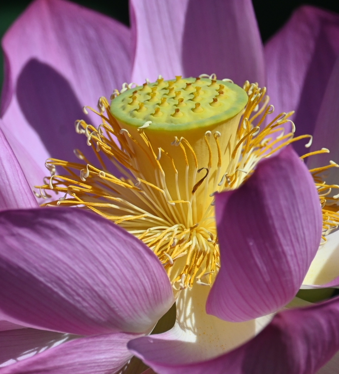 蓮の花の咲く池にて - 宮崎の季節がほらね！