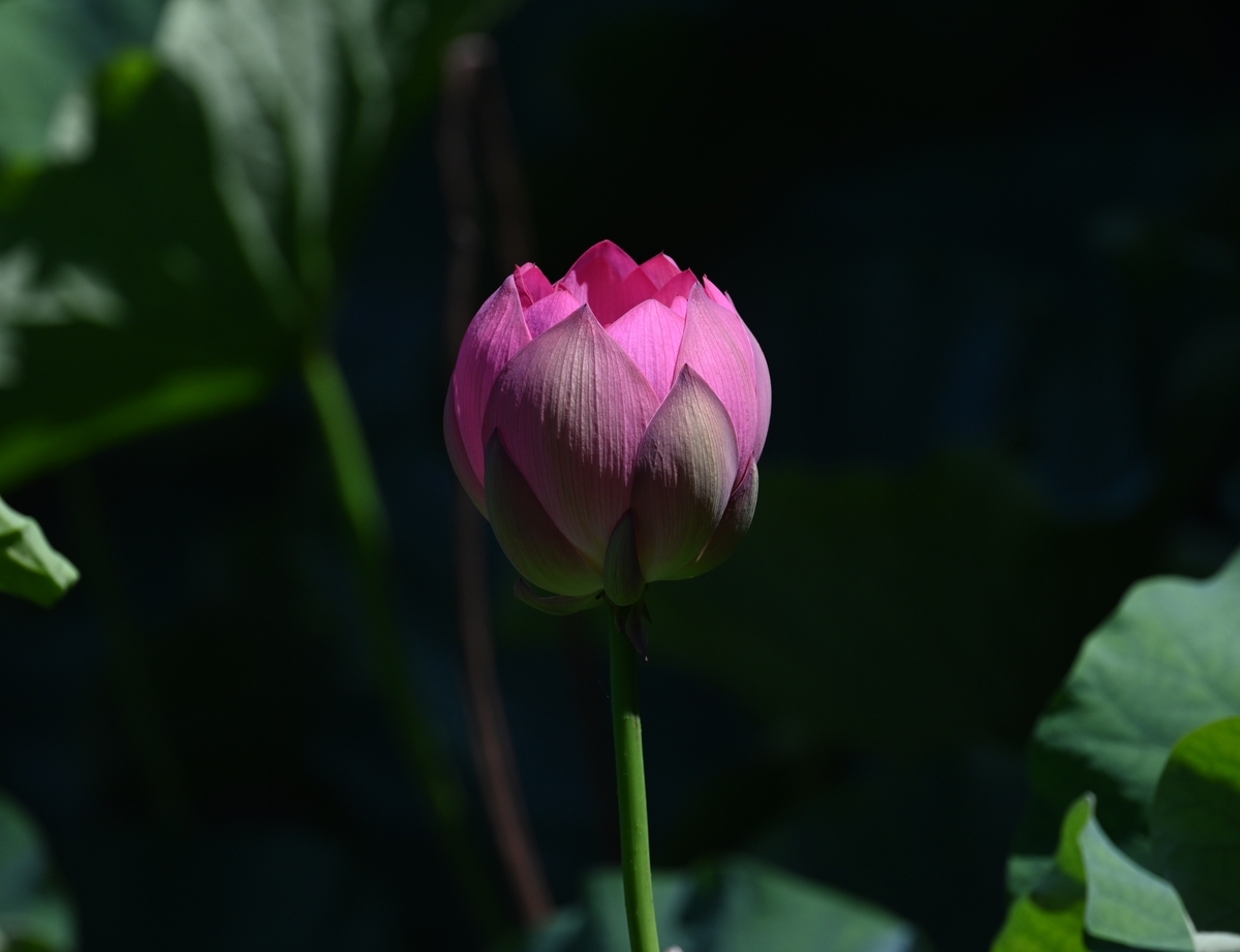 蓮花 蓮の花の咲く池にて - 宮崎の季節がほらね！