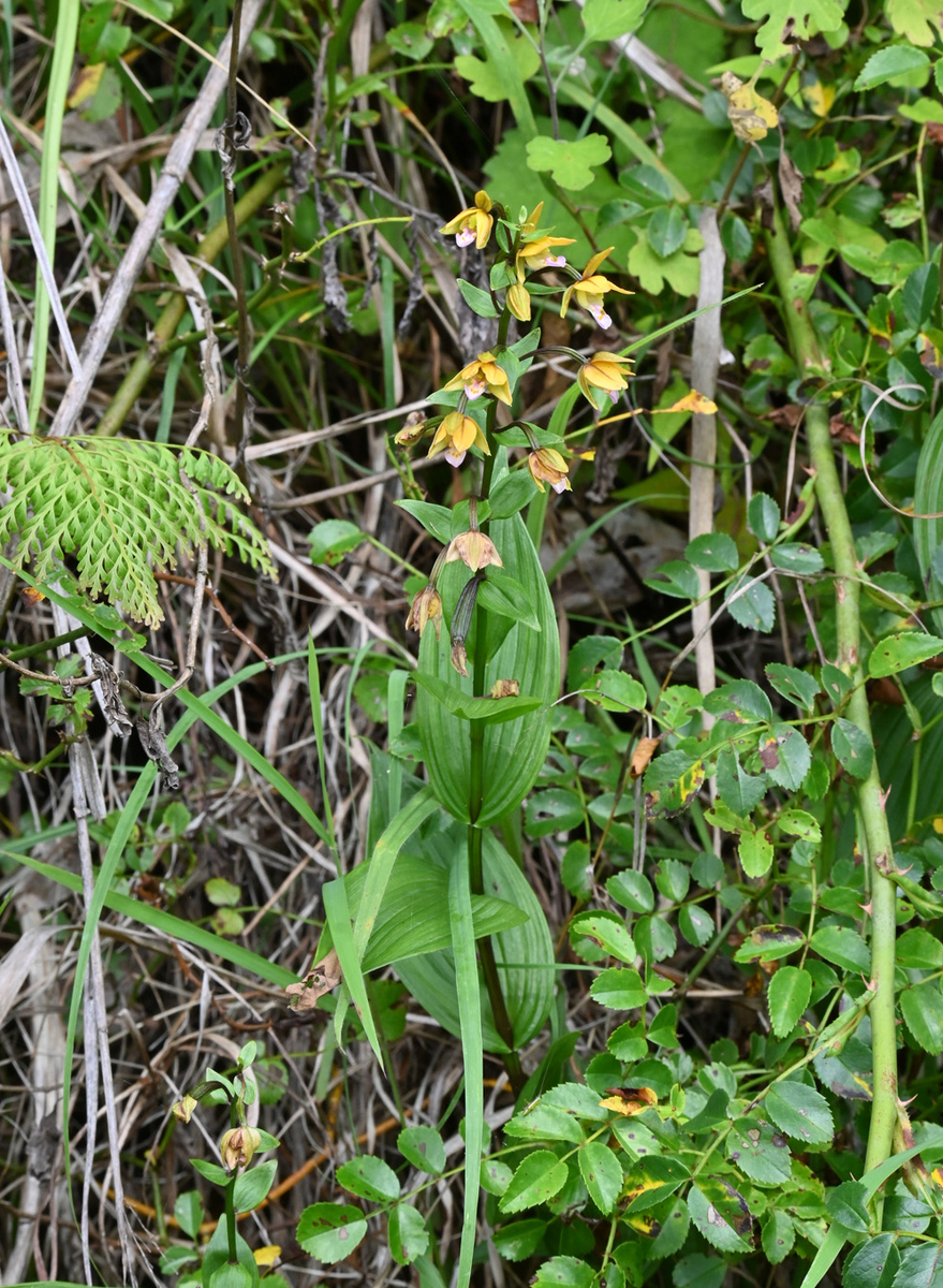 草に埋もれて咲くカキラン - 宮崎の季節がほらね!