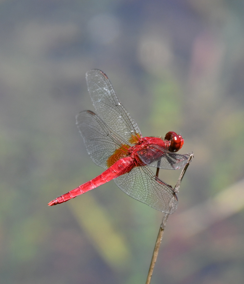 ショウジョウトンボの猩々緋 - 宮崎の季節がほらね！