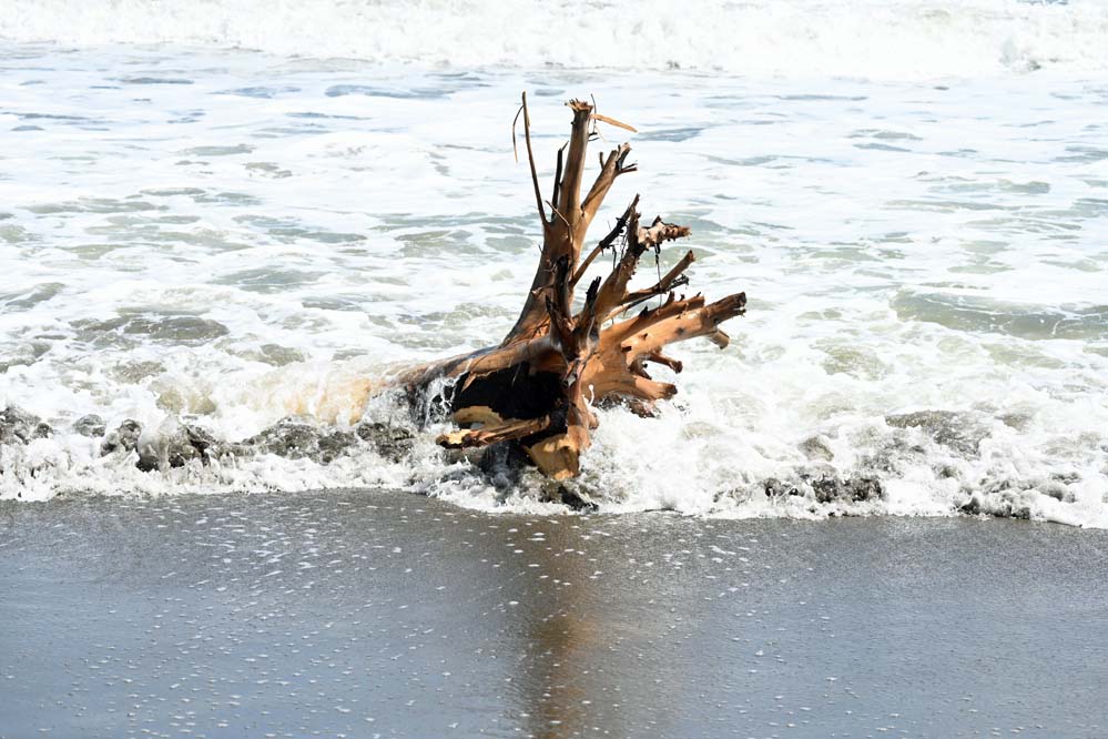 波が置いていった流木の置物 - 宮崎の季節がほらね！