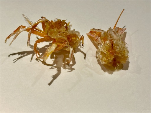 f:id:tono_chin:20230409214245j:image f:id:tono_chin:20230409214245j:image