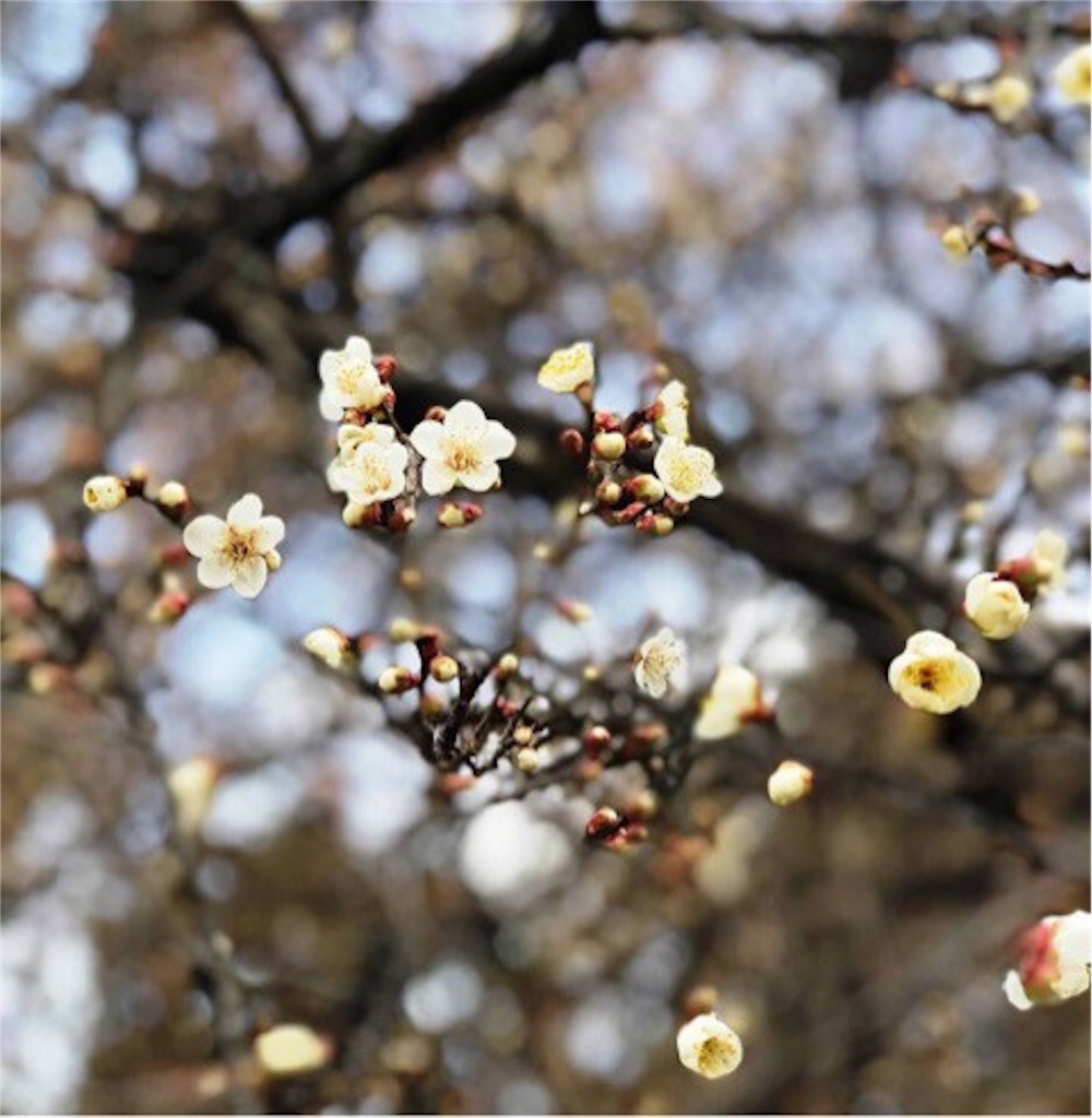 f:id:tonton929:20180215161113j:image