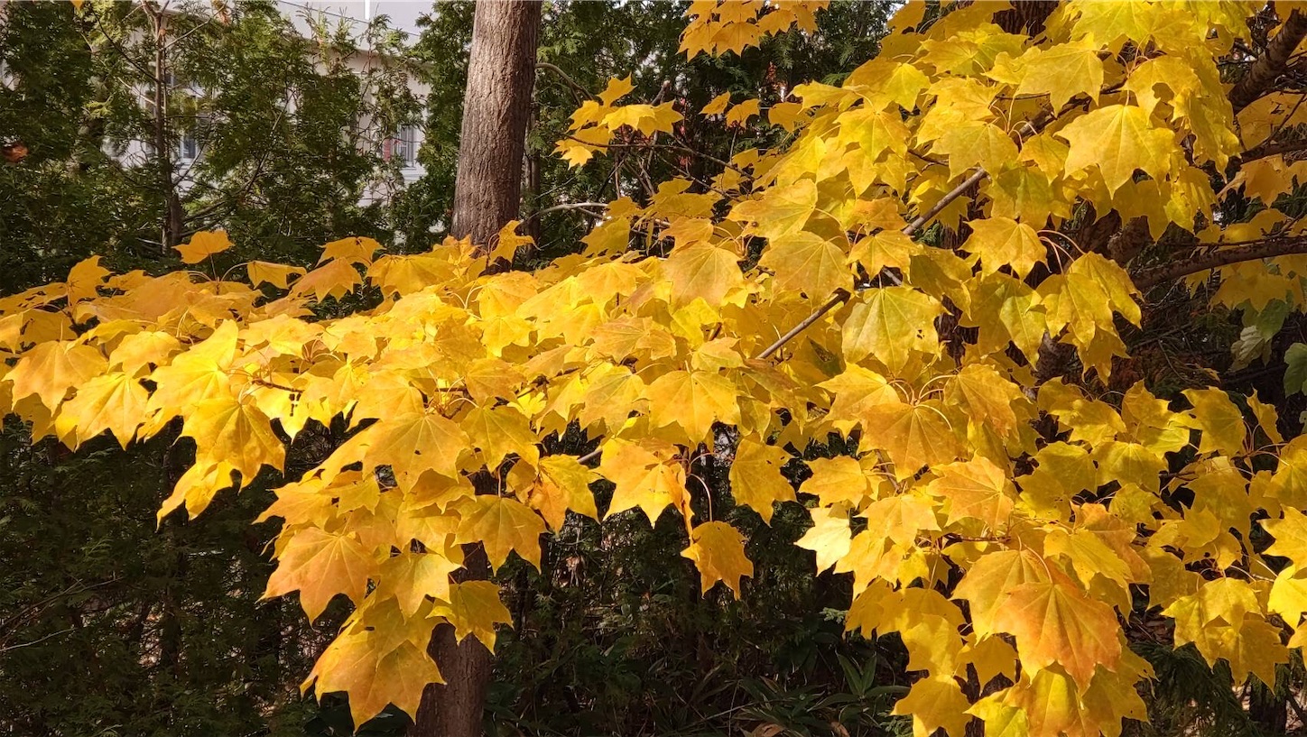 f:id:tonton929:20211030105231j:image