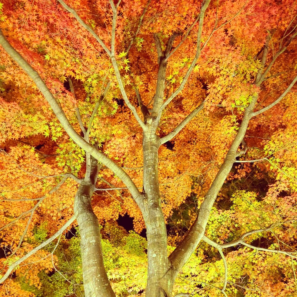 f:id:tontonkotu:20211124210148j:image f:id:tontonkotu:20211124210148j:image