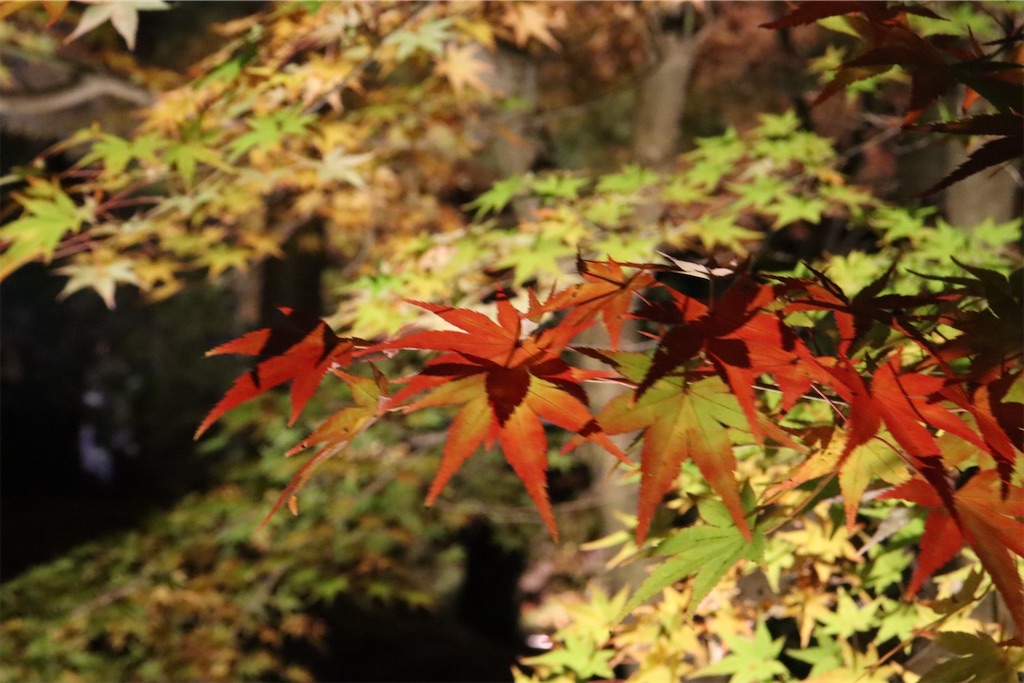 f:id:tontonkotu:20211124210151j:image f:id:tontonkotu:20211124210151j:image