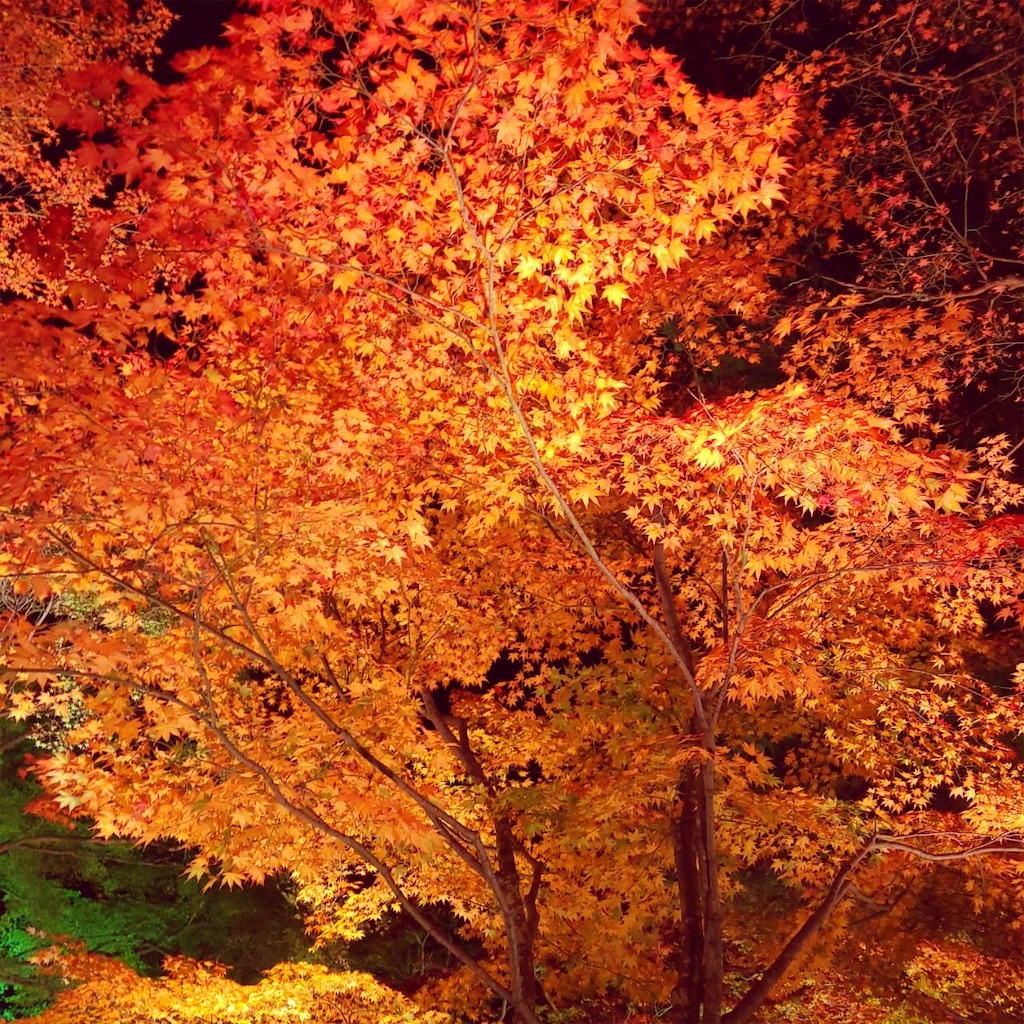 f:id:tontonkotu:20211124210651j:image f:id:tontonkotu:20211124210651j:image