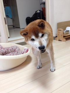 f:id:tontont:20141116211114j:plain f:id:tontont:20141116211114j:plain