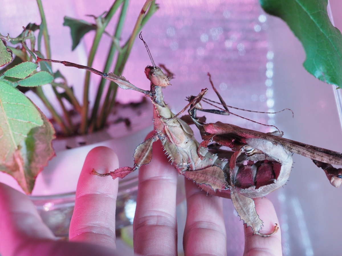 ユウレイヒレアシナナフシ 幼体2ペア ナナフシ・コノハムシ