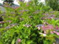 f:id:tontyan:20120623154008j:image:medium:right f:id:tontyan:20120623154008j:image:medium:right