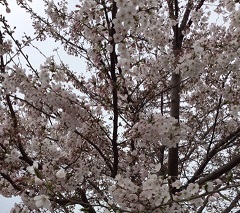 f:id:tonymctony:20190401173235j:plain f:id:tonymctony:20190401173235j:plain