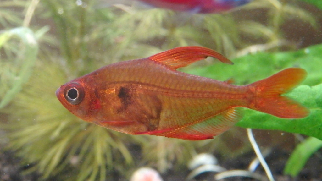 Red Phantom Tetra Rubra レッドファントムテトラ ルブラ Tropical Fishな気分 Red Phantom Tetra Rubra レッドファントムテトラ ルブラ Tropical Fishな気分
