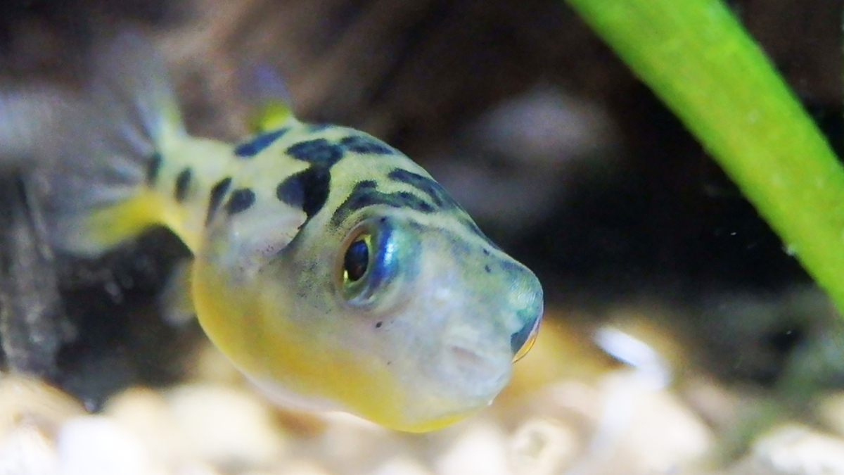 アベニパファーと混泳水槽 やっと Tropical Fishな気分