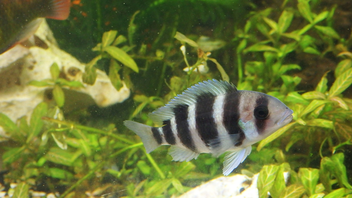 f:id:toogoodhit:20191213221834j:plain