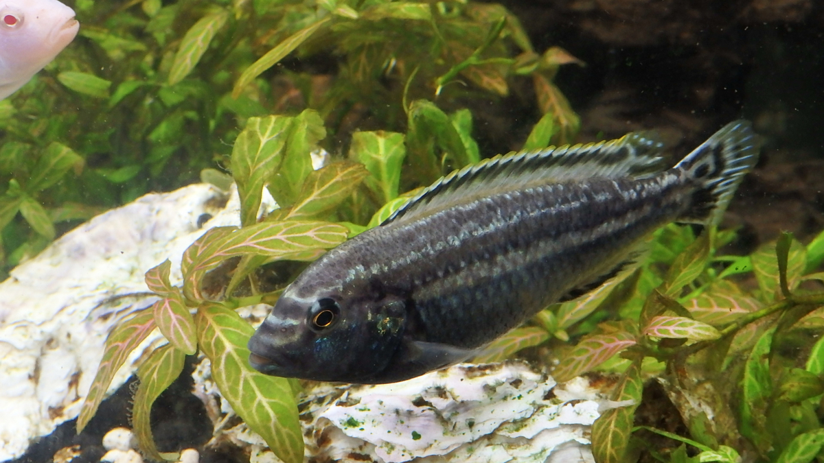 f:id:toogoodhit:20191213221942j:plain