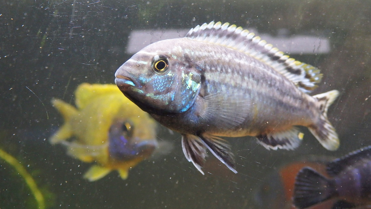 f:id:toogoodhit:20191213222005j:plain