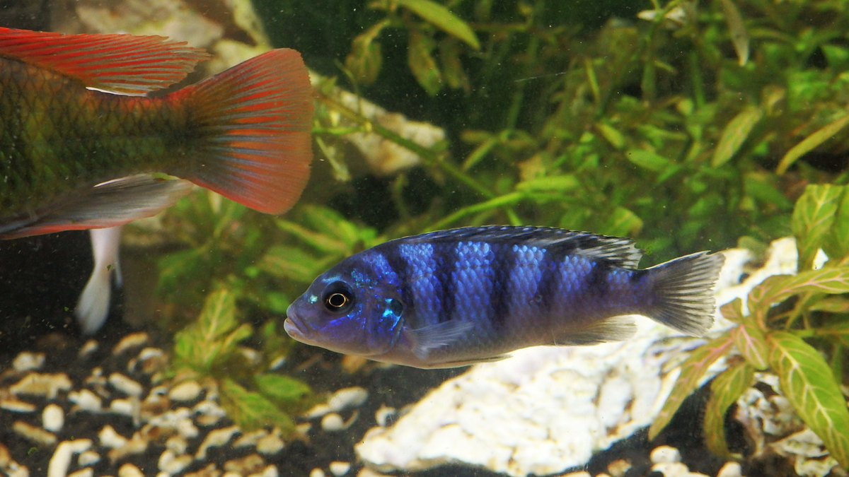 f:id:toogoodhit:20191213222840j:plain