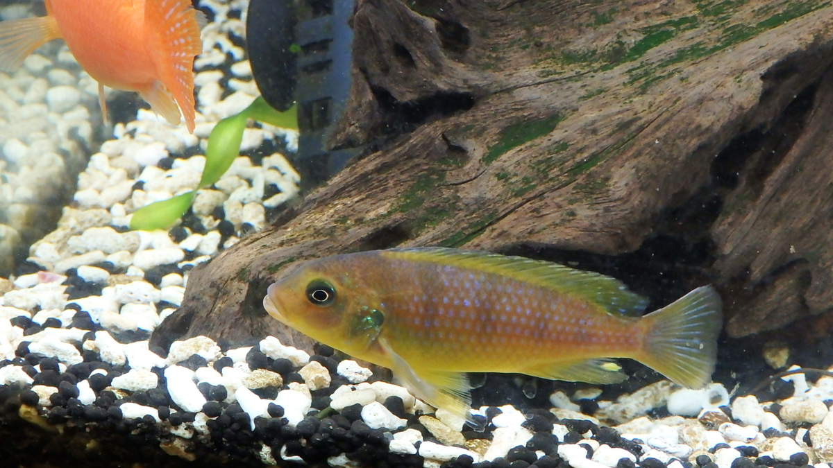 f:id:toogoodhit:20191213222849j:plain