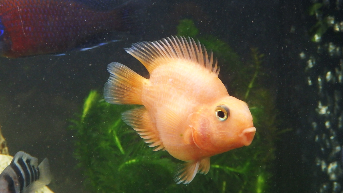 f:id:toogoodhit:20191213223359j:plain