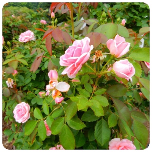 f:id:tool10reiya592:20181215163042j:image f:id:tool10reiya592:20181215163042j:image