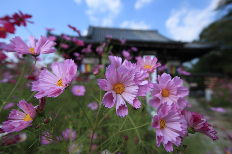 f:id:toonii:20121015134505j:image