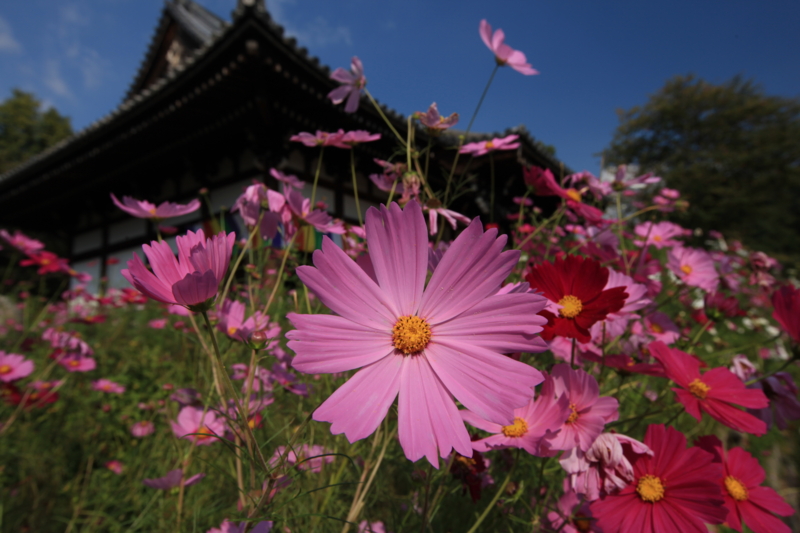 f:id:toonii:20121015135824j:image