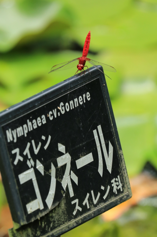 『京都新聞写真コンテスト　背筋運動中』
