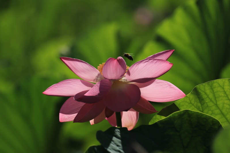 f:id:toonii:20150726074259j:image f:id:toonii:20150726074259j:image