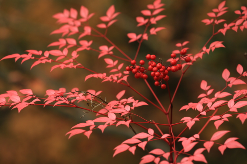 f:id:toonii:20151206113445j:image f:id:toonii:20151206113445j:image