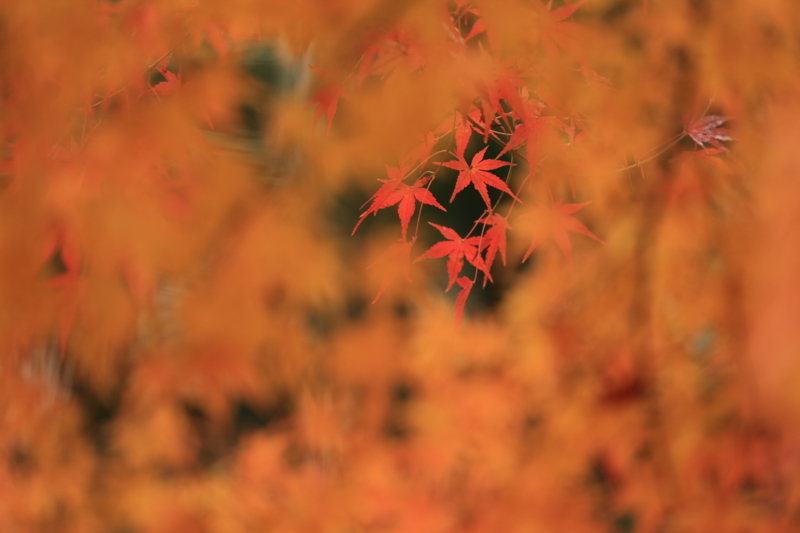 f:id:toonii:20151206120121j:image f:id:toonii:20151206120121j:image