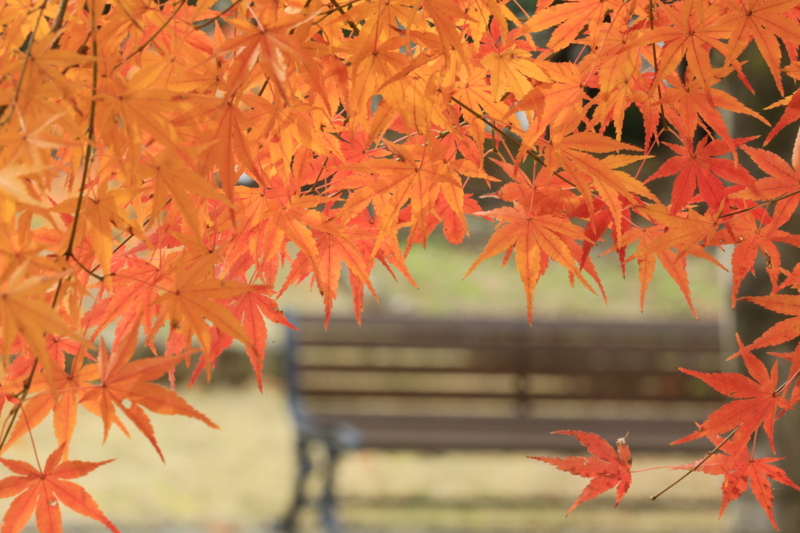 f:id:toonii:20151206120649j:image f:id:toonii:20151206120649j:image