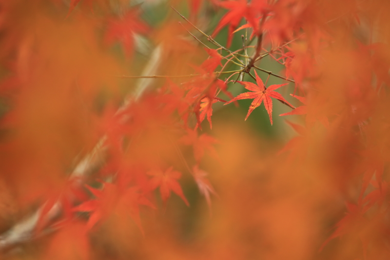 f:id:toonii:20151206121704j:image f:id:toonii:20151206121704j:image