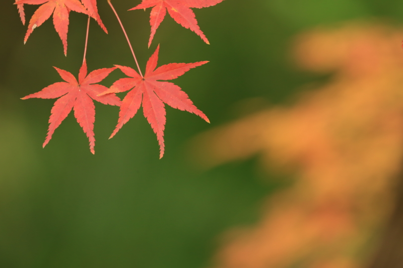 f:id:toonii:20151206122456j:image f:id:toonii:20151206122456j:image