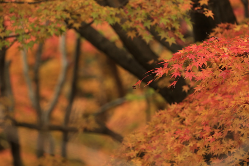 f:id:toonii:20151206123023j:image f:id:toonii:20151206123023j:image