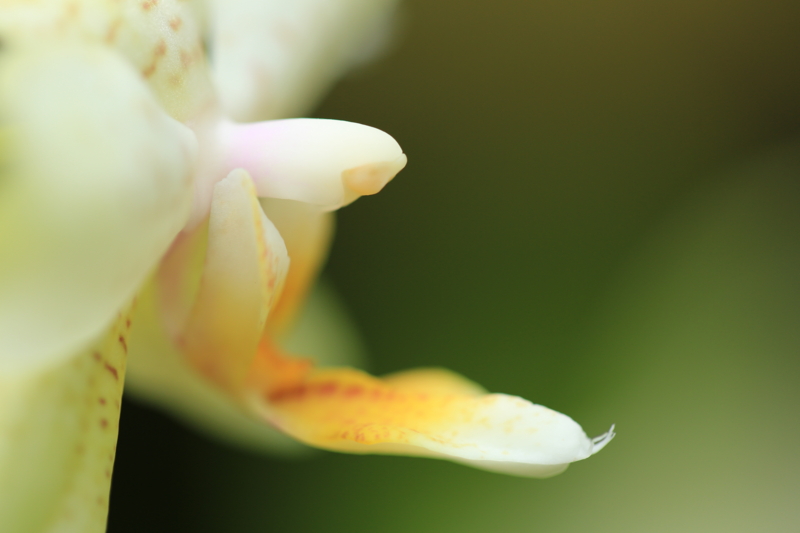 『宇治市植物公園　１００ｍｍマクロ』