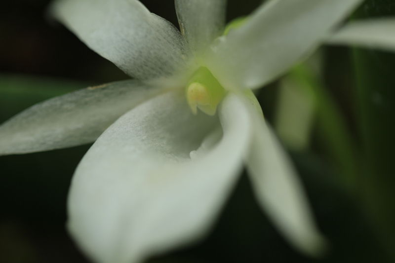 『宇治市植物公園　１００ｍｍマクロ』