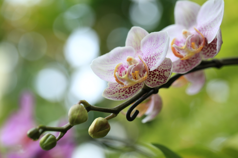 『宇治市植物公園　１００ｍｍマクロ』