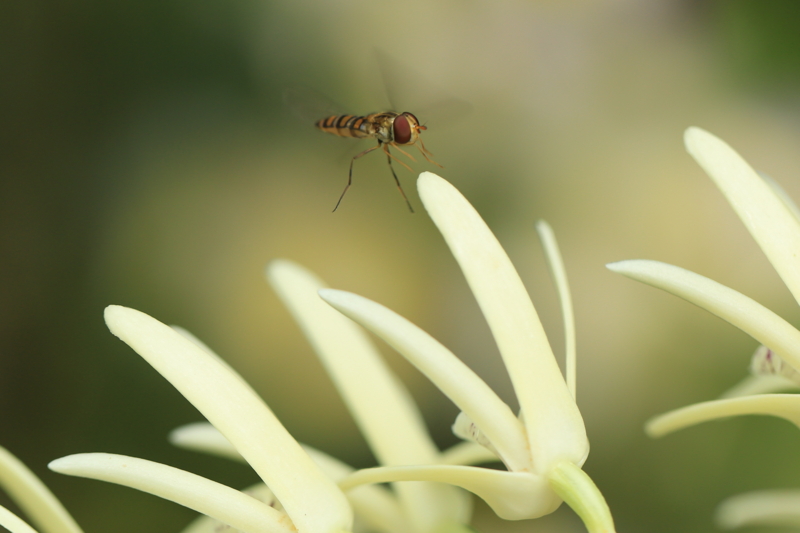 『宇治市植物公園　１００ｍｍマクロ』