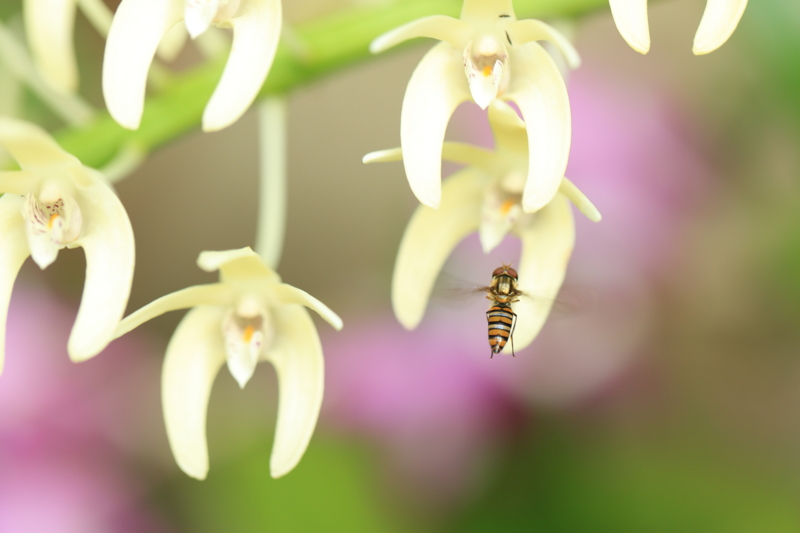 『宇治市植物公園　１００ｍｍマクロ』