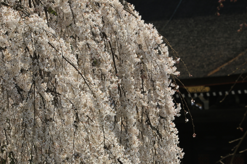 京都御苑「近衞邸跡」