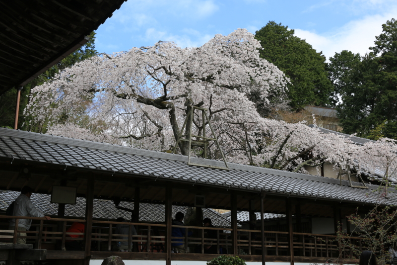 『京都小塩　十輪寺』