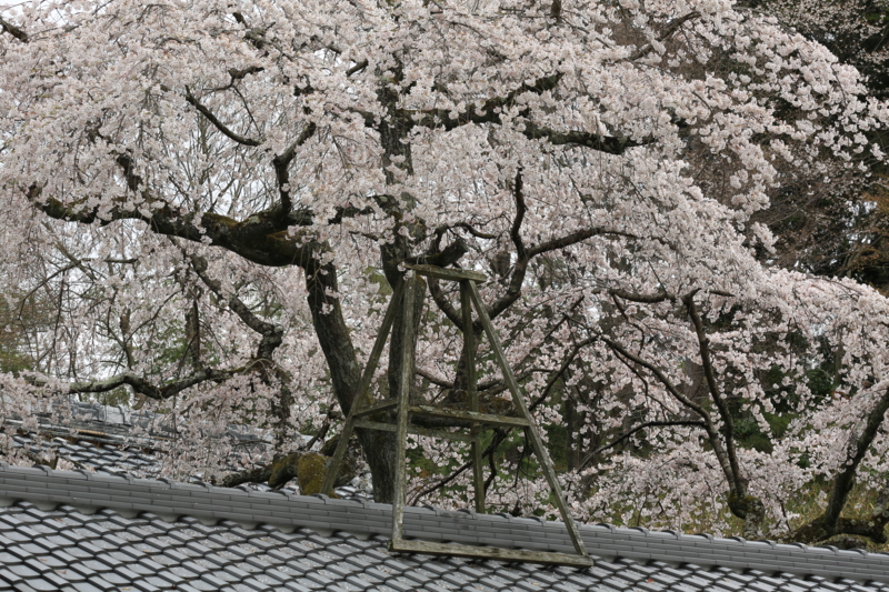 『京都小塩　十輪寺』