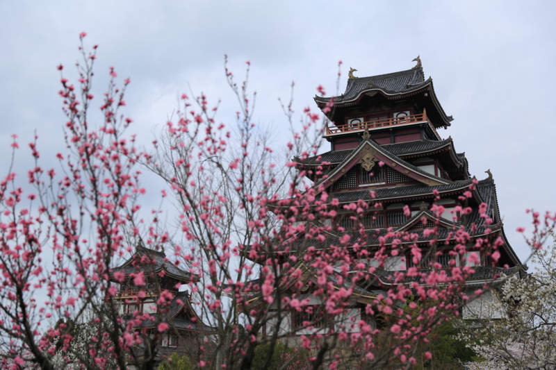 『伏見桃山城　桜』