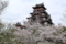 『伏見桃山城　桜』