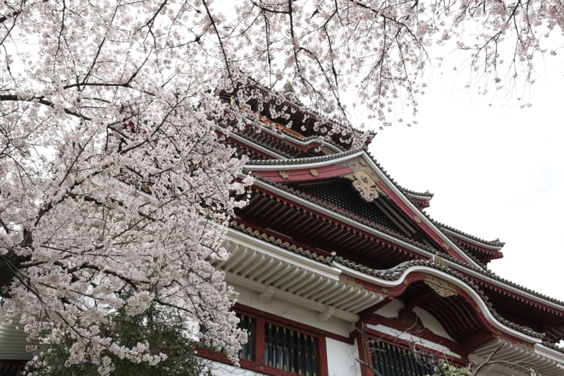『伏見桃山城　桜』