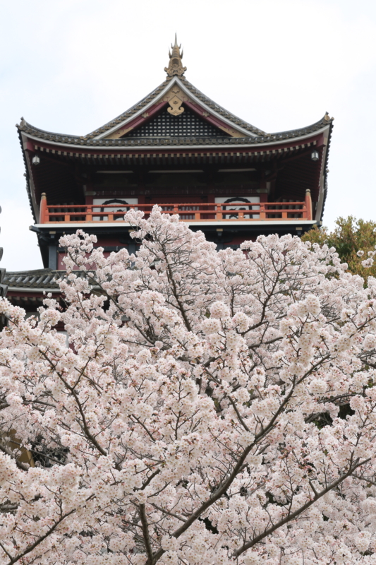 『伏見桃山城　桜』