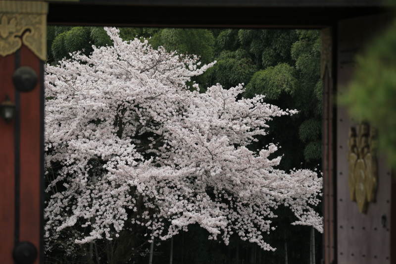 『伏見桃山城　桜』