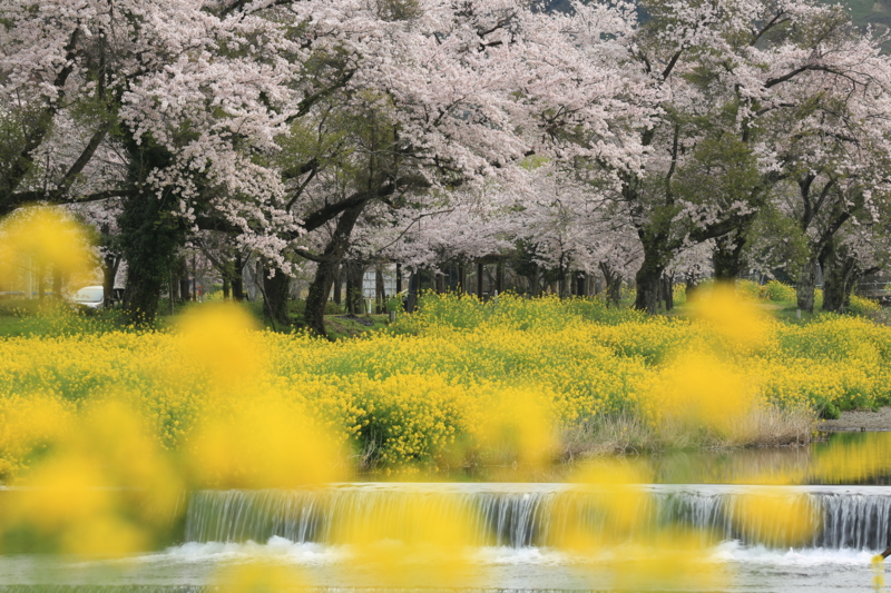 『滋賀県　余呉川』